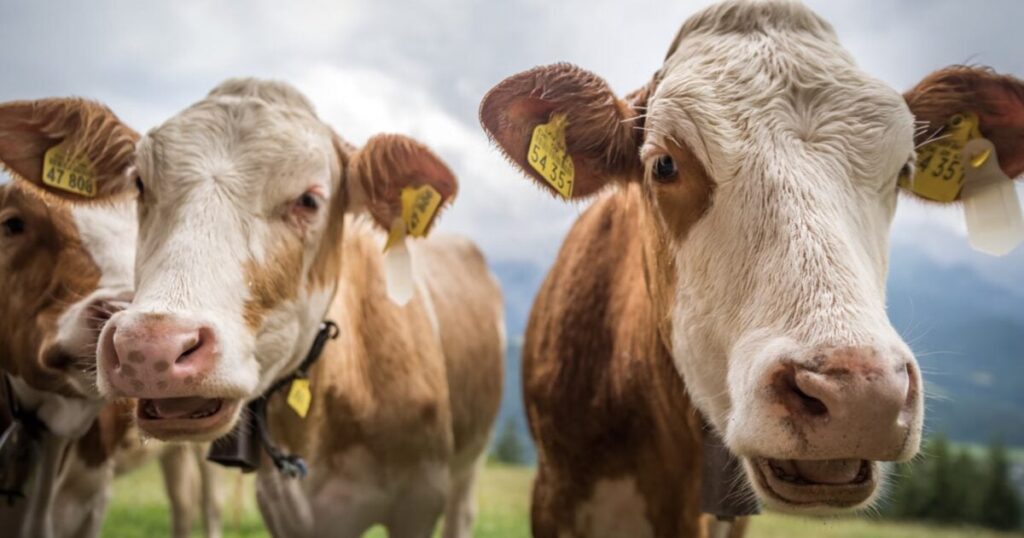 Ireland Targets 200,000 Methane-Emitting Cows in Bold Move Against Climate Change
