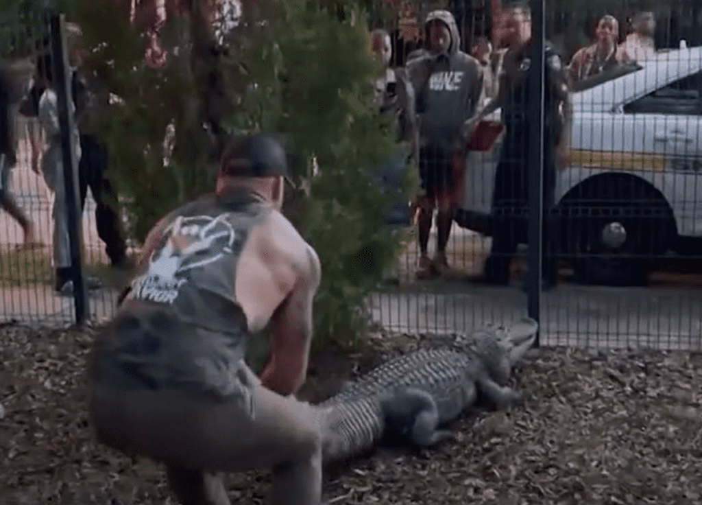 Unbelievable! Ex-Marine & MMA Fighter Turns Into Real-Life Batman – Watch How He Wrestles an Alligator at Florida School!
