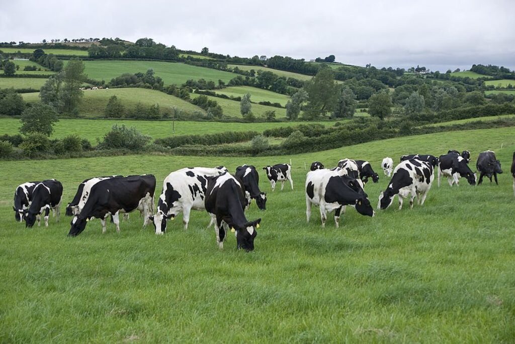 You Won't Believe What Ireland Plans to Do With 200,000 Cows to Save the Planet!