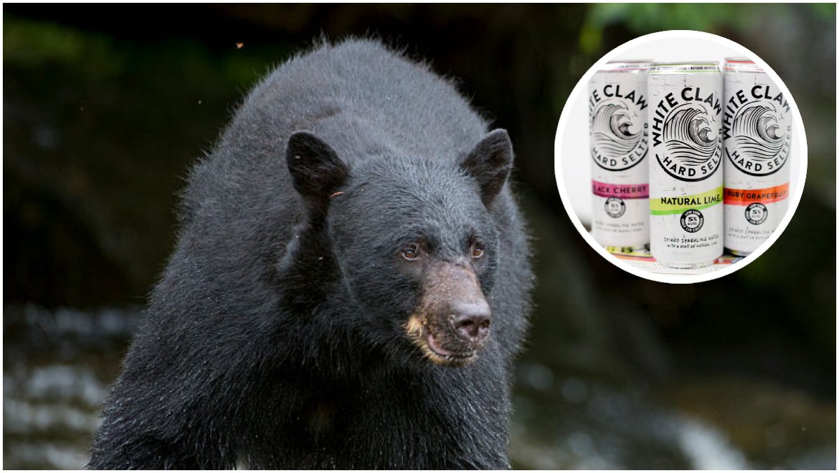 Three-Legged Party Bear Crashes Florida Home, Prefers White Claw Over Fine Wine!