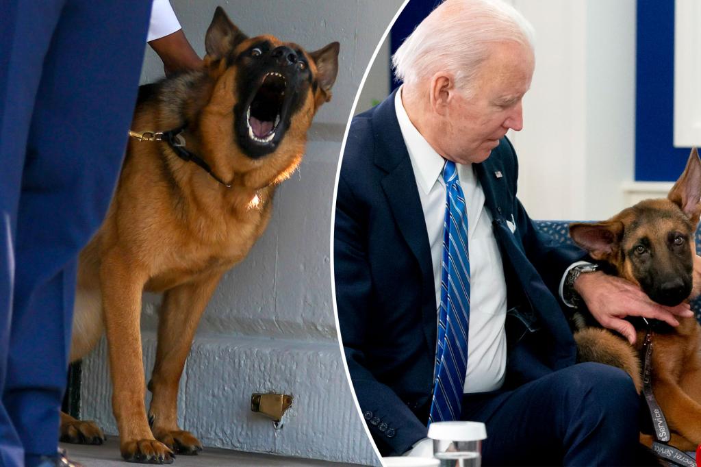 Biden's Dog Attacks Again: 11th Bite Sparks White House Safety Crisis!