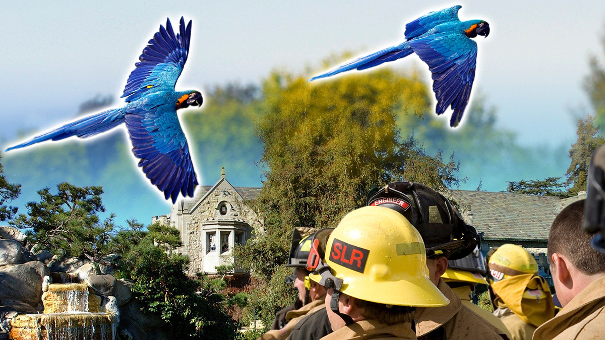 Playboy Mansion's Feisty Parrot Escapes: A Riotous Spectrum of Freedom Soaring High!