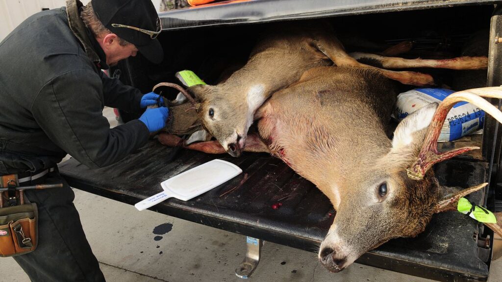 Dreaded 'Zombie Deer Disease' Detected in Yellowstone Ignites Fear of Human Transmission