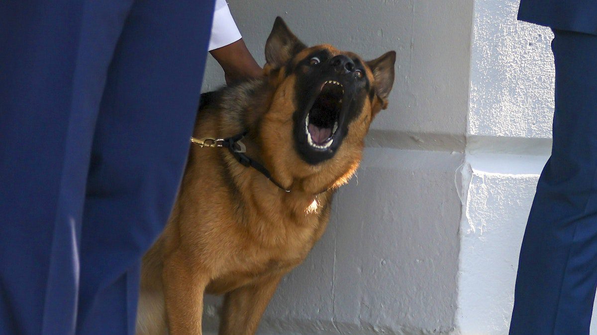 Biden's Pet Threat: Dog Attacks Prompt Widespread Fear in White House!